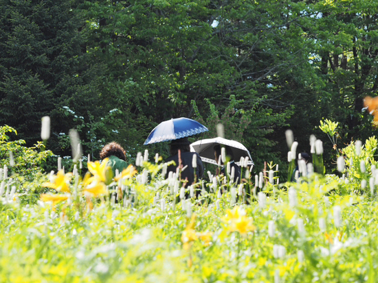 緑がいっぱいで気持ちいいよ～♪　箱根　湿生花園
