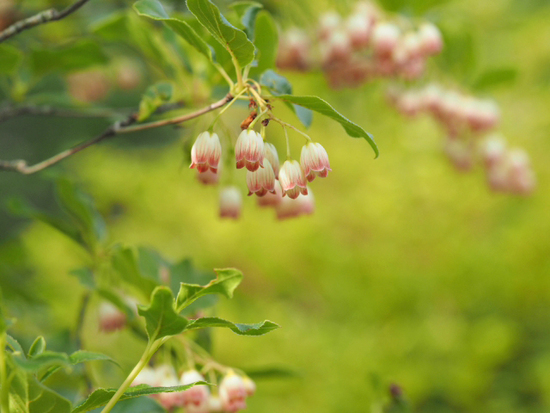 緑がいっぱいで気持ちいいよ～♪　箱根　湿生花園