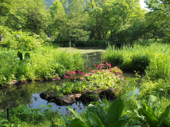 緑がいっぱいで気持ちいいよ～♪　箱根　湿生花園
