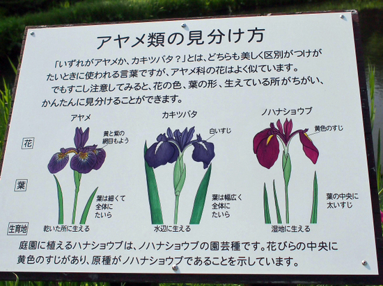 緑がいっぱいで気持ちいいよ～♪　箱根　湿生花園