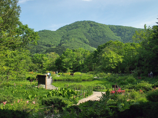緑がいっぱいで気持ちいいよ～♪　箱根　湿生花園