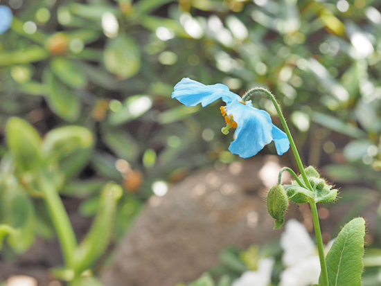 緑がいっぱいで気持ちいいよ～♪　箱根　湿生花園