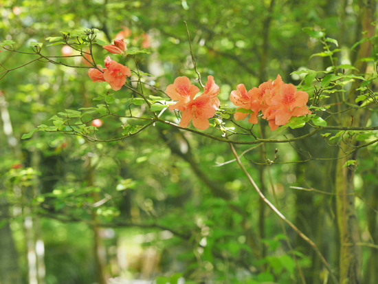 緑がいっぱいで気持ちいいよ～♪　箱根　湿生花園