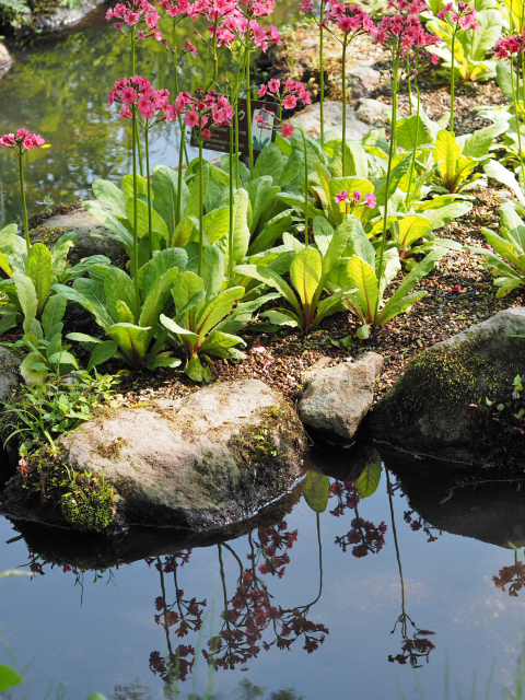 緑がいっぱいで気持ちいいよ～♪　箱根　湿生花園