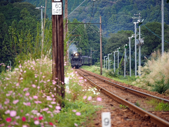 久しぶりの抜里駅で出会ったもの　