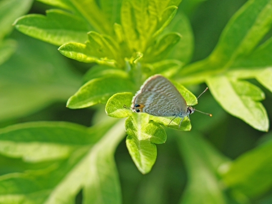 家のわりと近所の　虫シリーズ♪
