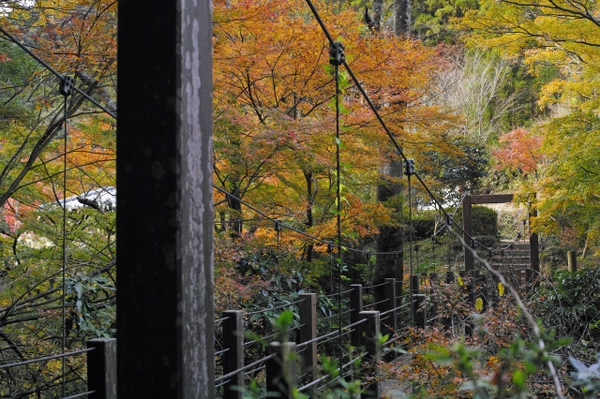 蔦の細道シリーズ№3　　吊橋