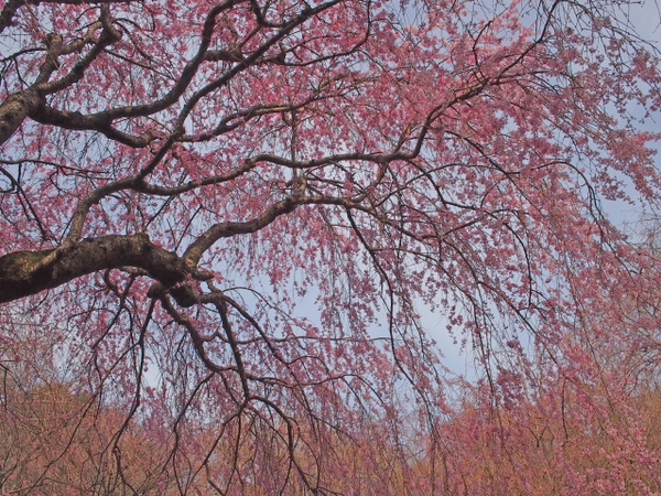 枝垂れ桜　荒井城址公園　真鶴　