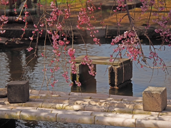 枝垂れ桜　荒井城址公園　真鶴　