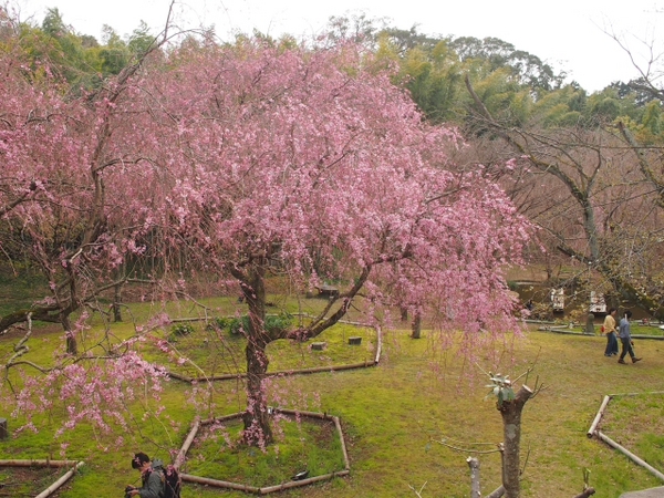 枝垂れ桜　荒井城址公園　真鶴　