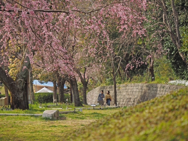 枝垂れ桜　荒井城址公園　真鶴　