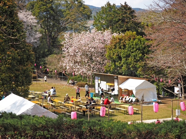 枝垂れ桜　荒井城址公園　真鶴　