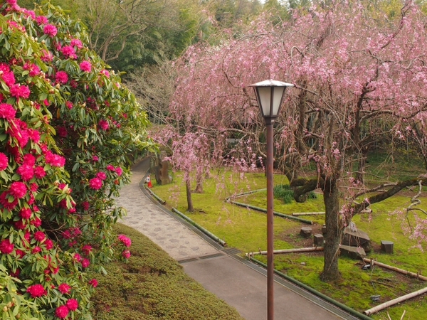 枝垂れ桜　荒井城址公園　真鶴　