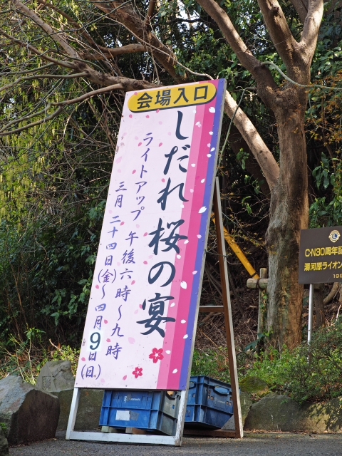 枝垂れ桜　荒井城址公園　真鶴　