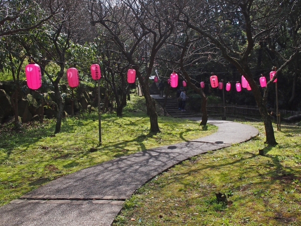 枝垂れ桜　荒井城址公園　真鶴　