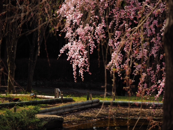 枝垂れ桜　荒井城址公園　真鶴　