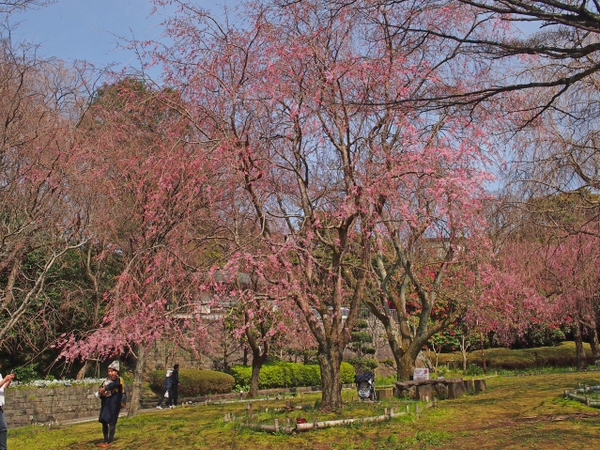 枝垂れ桜　荒井城址公園　真鶴　