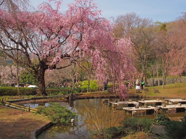 枝垂れ桜　荒井城址公園　真鶴　