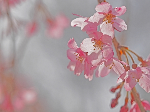 枝垂れ桜　荒井城址公園　真鶴　