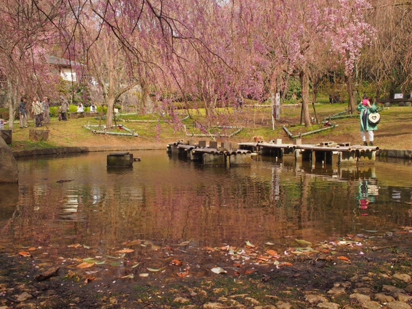 枝垂れ桜　荒井城址公園　真鶴　