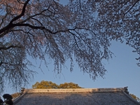 桜並木の参道　お庭　雰囲気のいいお寺だった　光長寺(こうちょうじ)