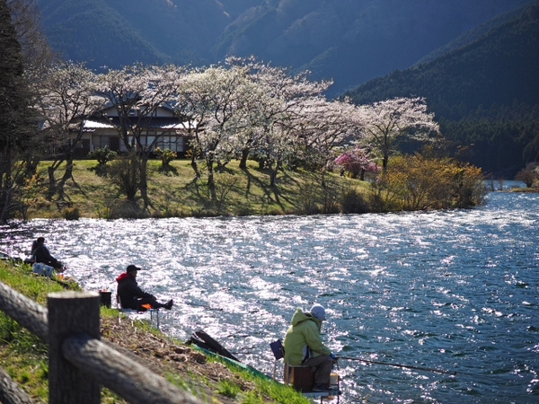 満開の桜の下　田貫湖の釣り人