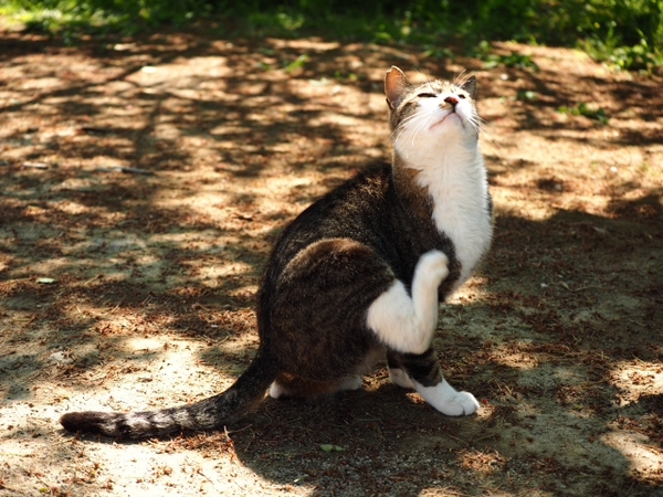 ちょっと・・・・　　　　出逢った猫ちゃんシリーズ
