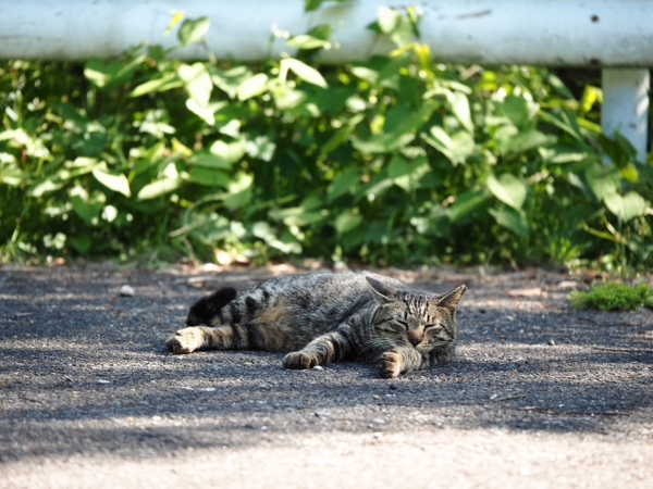 ちょっと・・・・　　　　出逢った猫ちゃんシリーズ