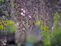 藤まつり　　蓮華寺池公園