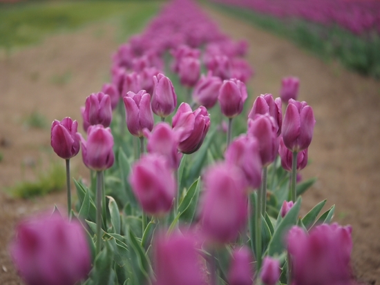 5月12日の花の都公園の現在の様子