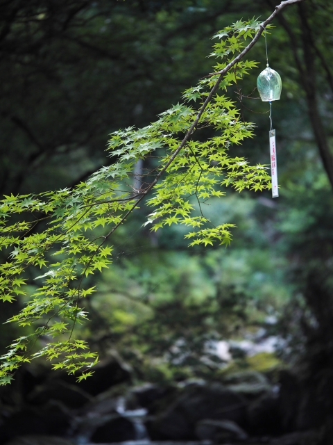 河津七滝（かわずななだる）　伊豆　滝めぐり　NO2