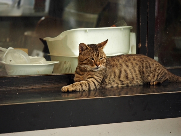 河津七滝看板猫？　　出逢った猫ちゃんシリーズ
