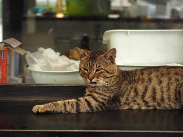 河津七滝看板猫？　　出逢った猫ちゃんシリーズ