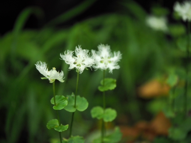 夏と秋の狭間に・・・　　箱根湿生花園