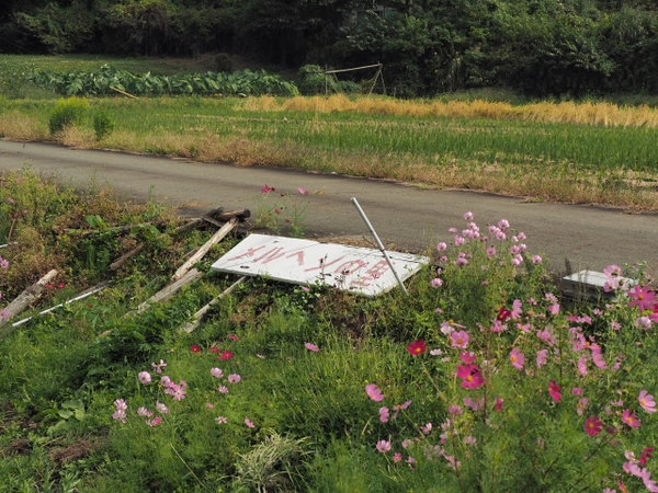 あれっ？？？　　　田代メルヘンの里のコスモス