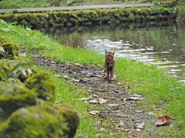 水と緑と・・・・　　出逢った猫ちゃんシリーズ