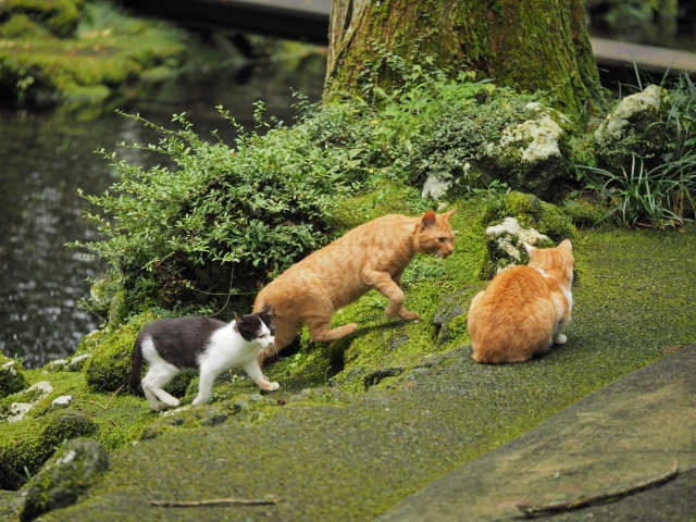 水と緑と・・・・　　出逢った猫ちゃんシリーズ