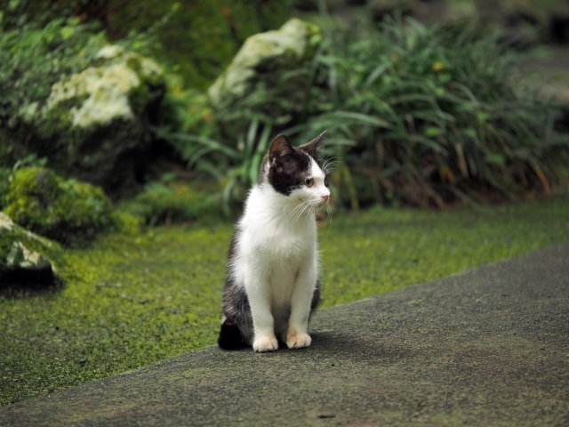 水と緑と・・・・　　出逢った猫ちゃんシリーズ