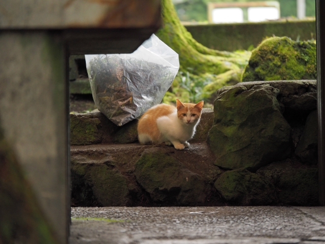 水と緑と・・・・　　出逢った猫ちゃんシリーズ