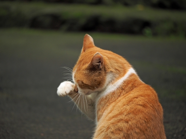 水と緑と・・・・　　出逢った猫ちゃんシリーズ