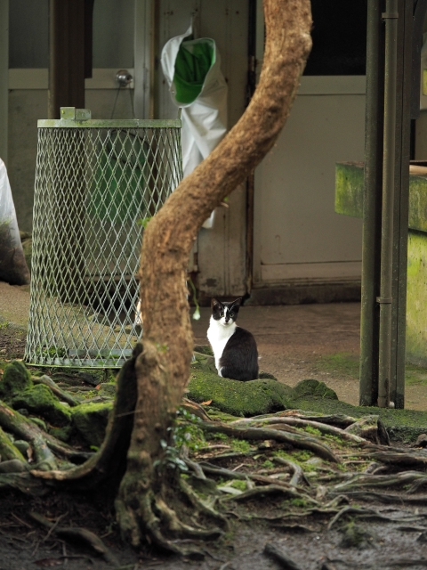 水と緑と・・・・　　出逢った猫ちゃんシリーズ