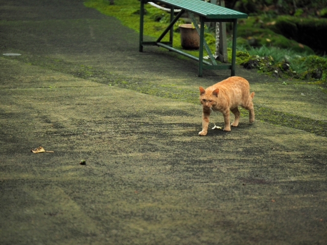 水と緑と・・・・　　出逢った猫ちゃんシリーズ