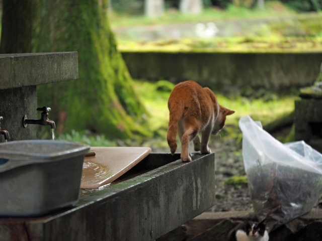 水と緑と・・・・　　出逢った猫ちゃんシリーズ