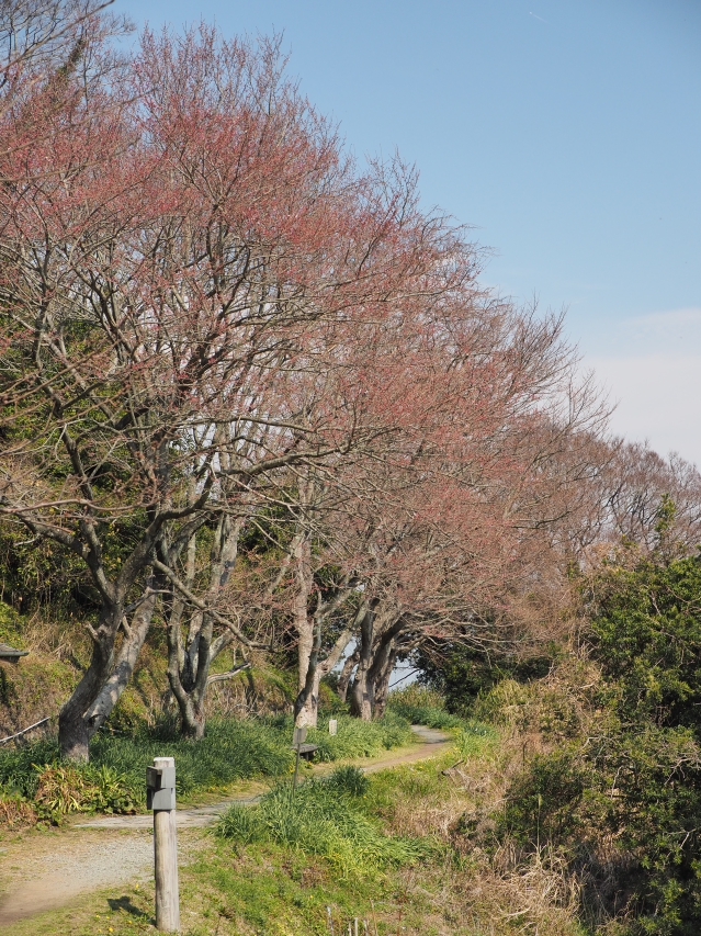 さった峠の春　2018