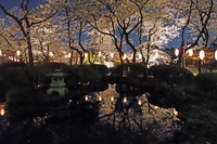 夜桜　ライトアップ　富士宮浅間大社　