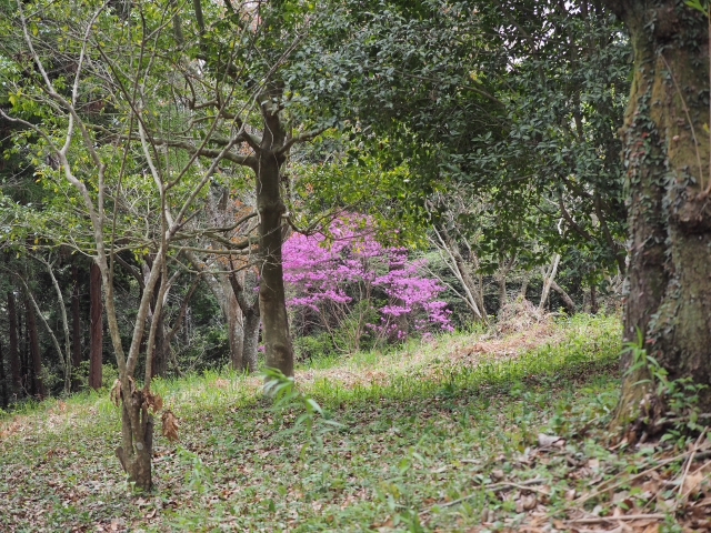 明星山公園の春　2018