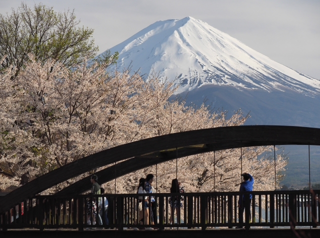 円形ホール周辺のソメイヨシノ　河口湖