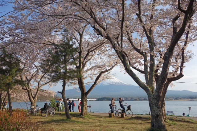 円形ホール周辺のソメイヨシノ　河口湖