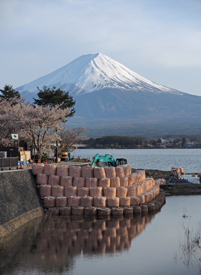 円形ホール周辺のソメイヨシノ　河口湖