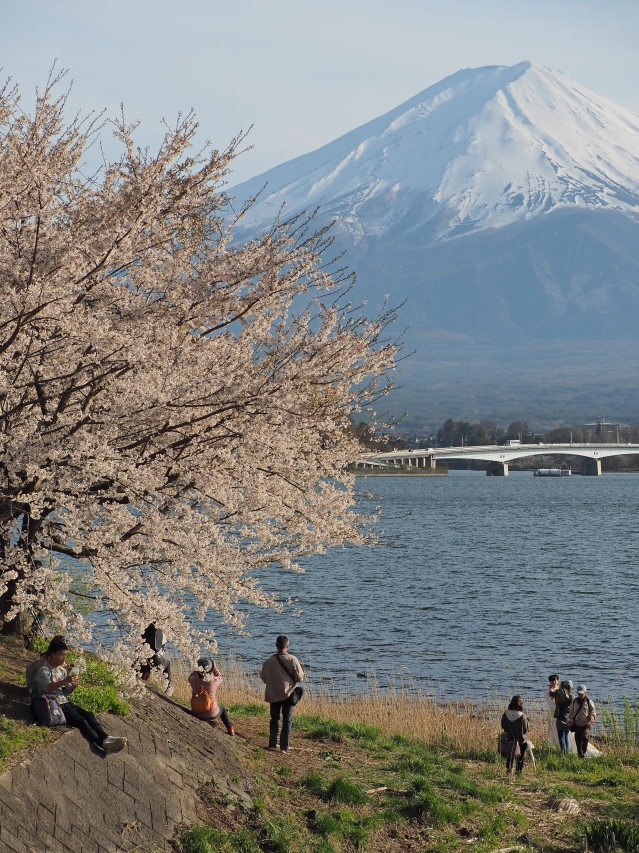 円形ホール周辺のソメイヨシノ　河口湖